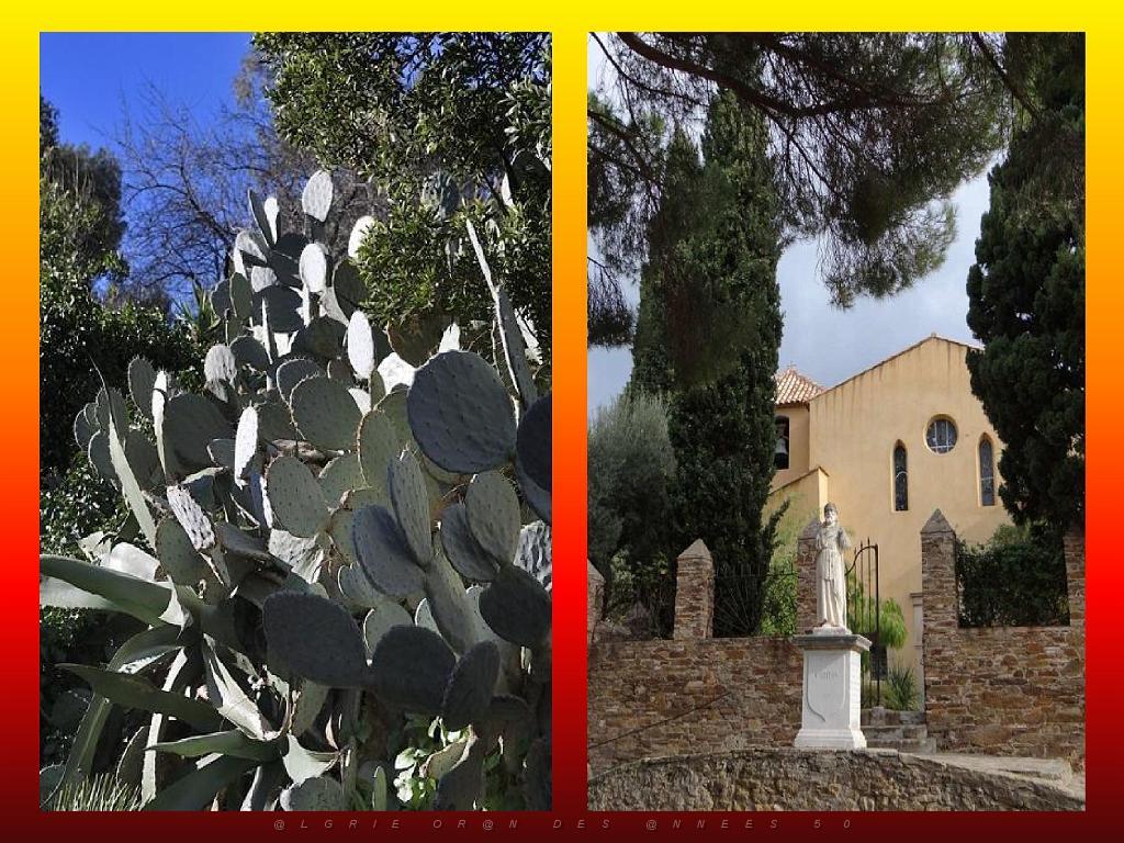 183 D25 BORMES LES MIMOSAS 3_000028.jpg